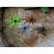 Kép 2/4 - Rapture Tungsten Finesse Rub Jig műcsali